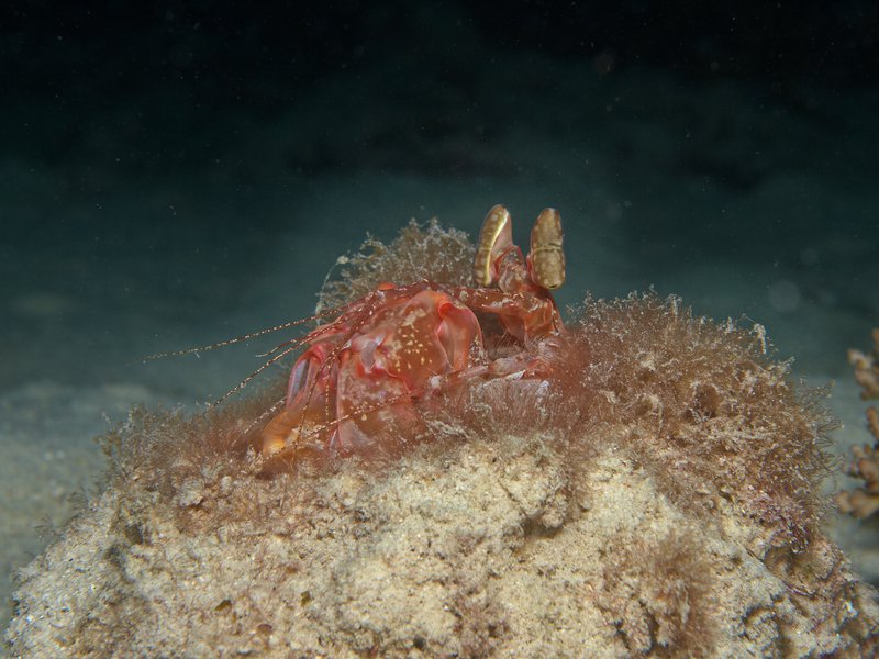 Spearing Mantis Shrimp, House Reef
